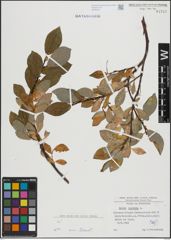 Foto von Salix hastata L.